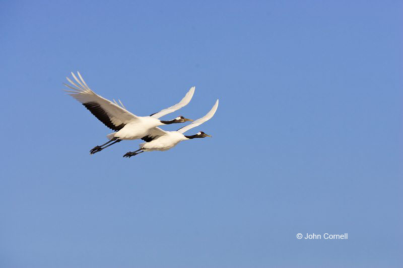 Japanese Crane;Grus japonensis;Red-crowned Crane;Japan;Flying bird;action;aloft;behavior;flight;fly;flying;soar;wing;winged;wings;one animal;Color Image;Photography;Birds;Animals in the Wild;Flight;Action;Active;in flight;motion;movement;soaring;two animals;avifauna;bird;birds;feather;feathered;outdoors;outside;untamed;wild;color;color photograph;daytime;close up;color image;photography;animals in the wild;feathers;wilderness;watching;watchful;Close up;Endangered species;endangered species;Two animals;Flying Bird;active;aerodynamic;glide;gliding